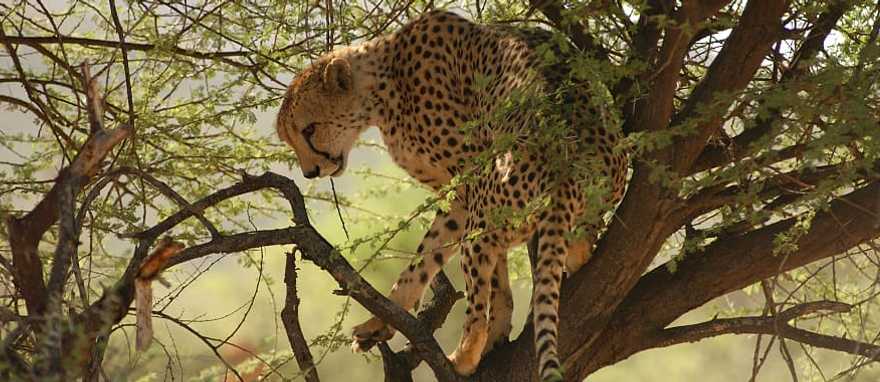 Adventures of Namibia Tour: Bushmen, Safari & Dunes Adventures of Namibia Tour: Bushmen, Safari & Dunes