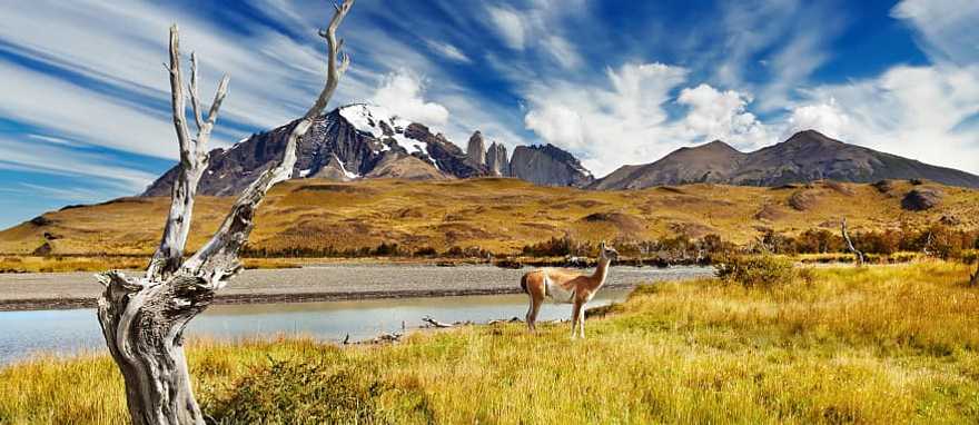 Guanaco in the Patagonia mountains Guanaco in the Patagonia mountains