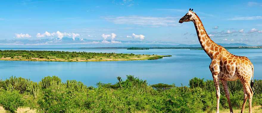 Giraffe by the Nile river in Uganda