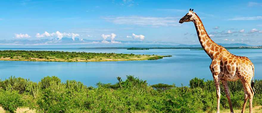 Giraffe by the Nile river in Uganda Giraffe by the Nile river in Uganda