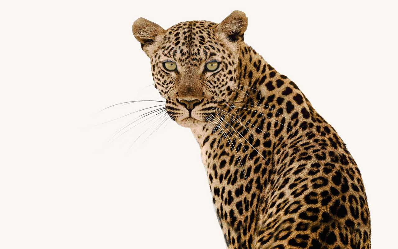 An African leopard An African leopard