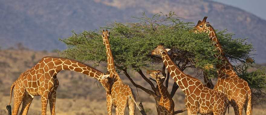 Giraffes in Kenya