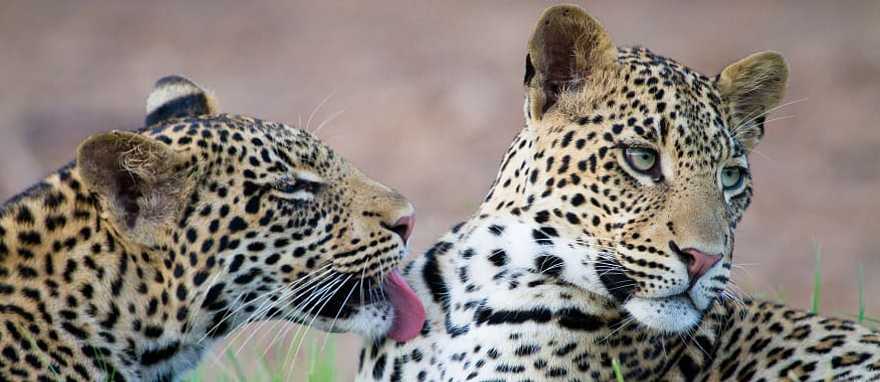 Leopards in the savanna, Botswana