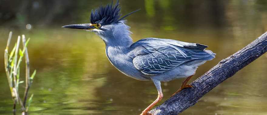 Green backed heron in Kruger National Park, South Africa