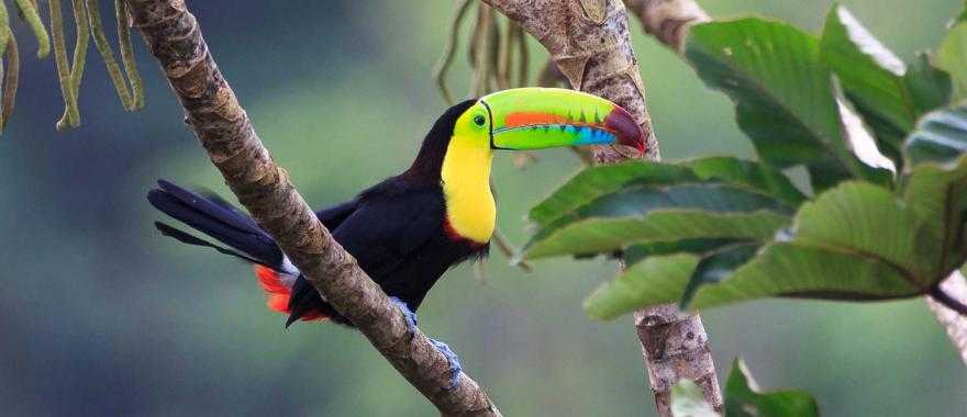 Keel-billed toucan in Costa Rica