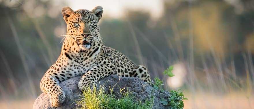 Leopard reclining on top of termite mound in the Okavango Delta, Botswana