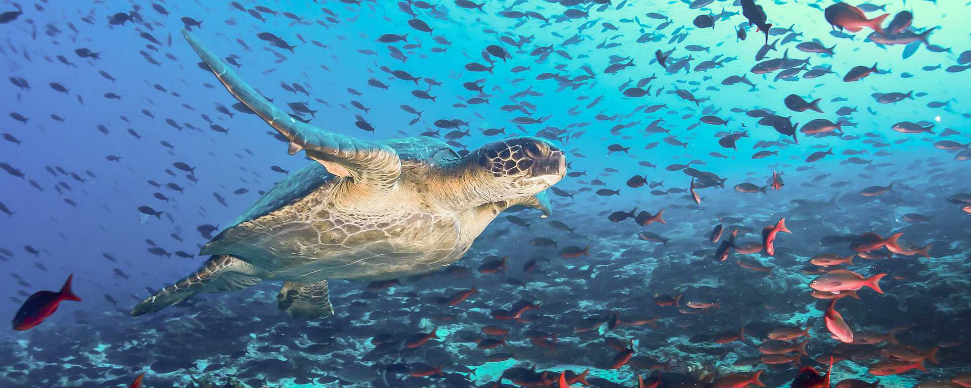 Sea turtle in the Galapagos Islands, Ecuador