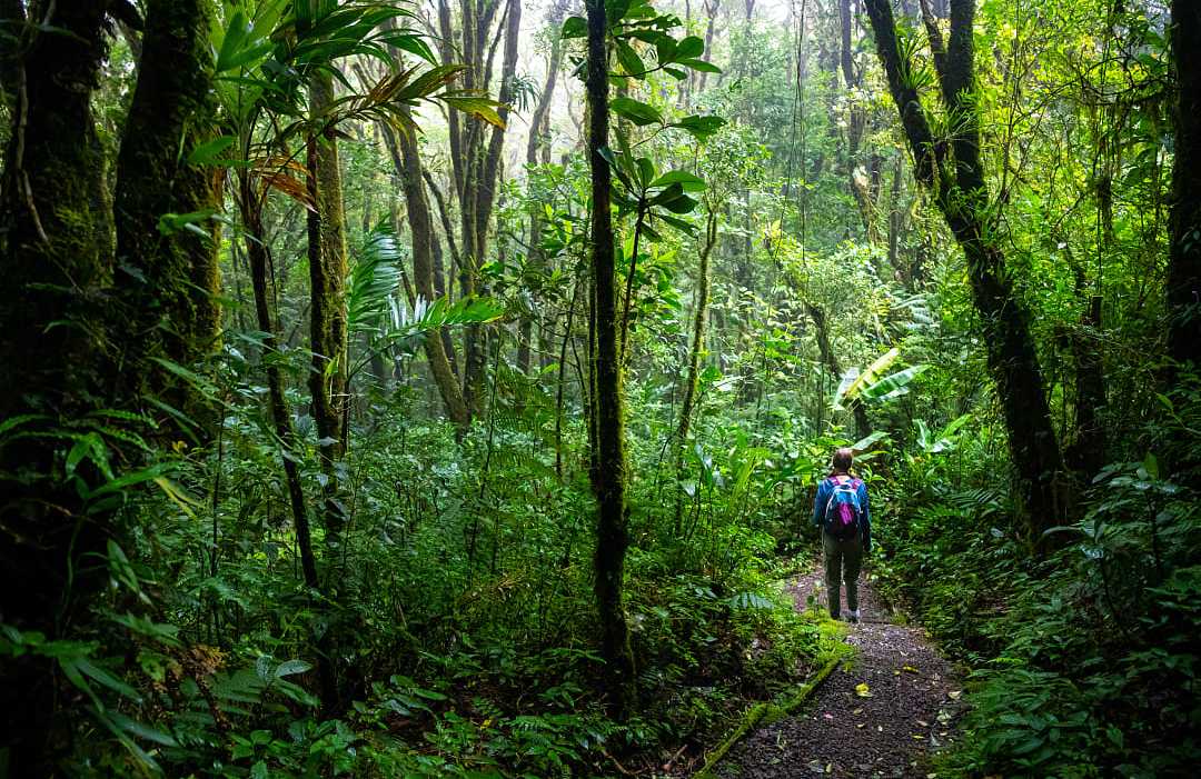 Hiking in Monteverde Cloud Forest in Costa Rica