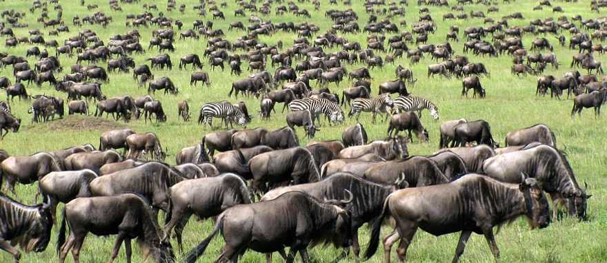 Great migration of wildebeests and zebras in Tanzania
