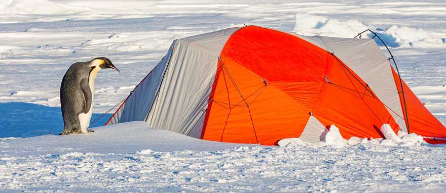 Camping in Antarctica Penguin waiting outside expedition tent in Antarctica