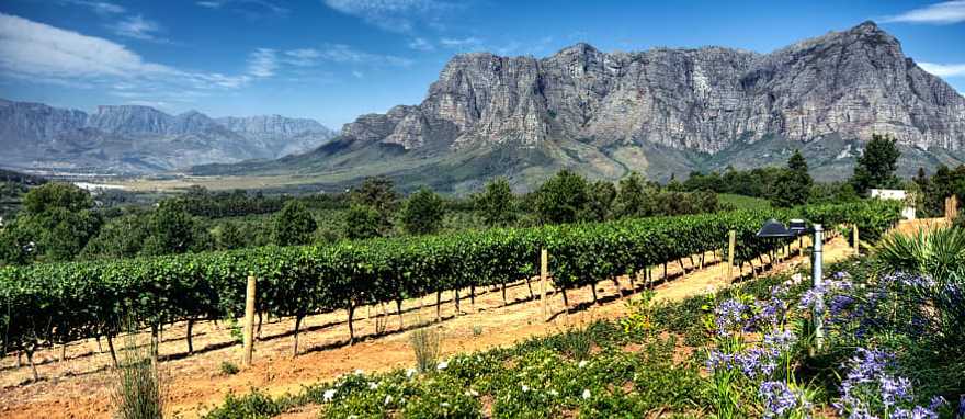 Vineyard in Cape Town, South Africa