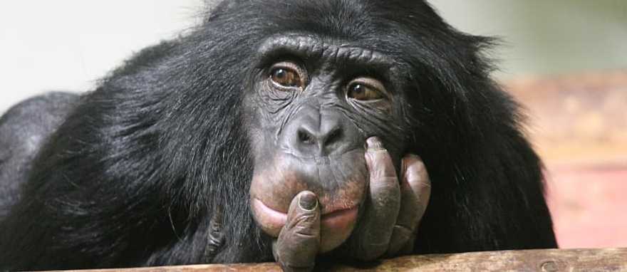 Ultimate Three-Week African Explorer: Primates, Big-Game Safari & Natural Wonders