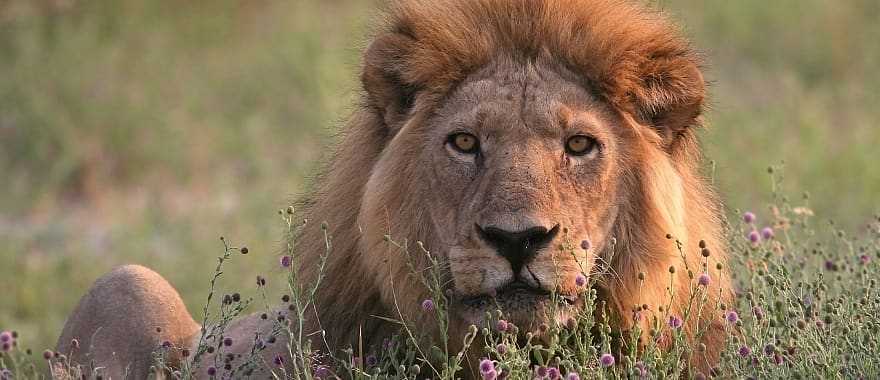 Male lion resting in the rays of the setting sun, Moremi Game Reserve, Botswana