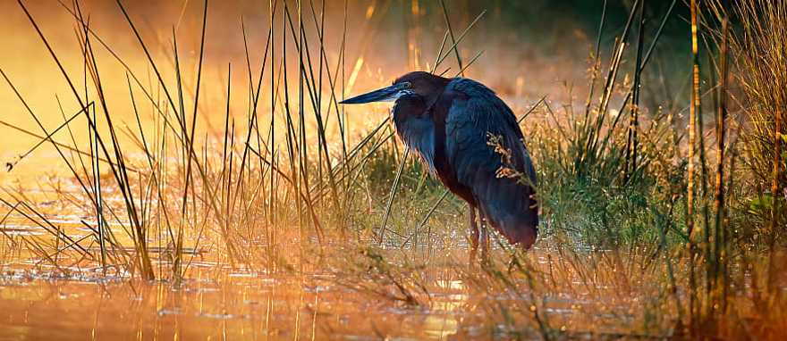 Goliath heron bird by river in Africa Goliath heron bird by river in Africa