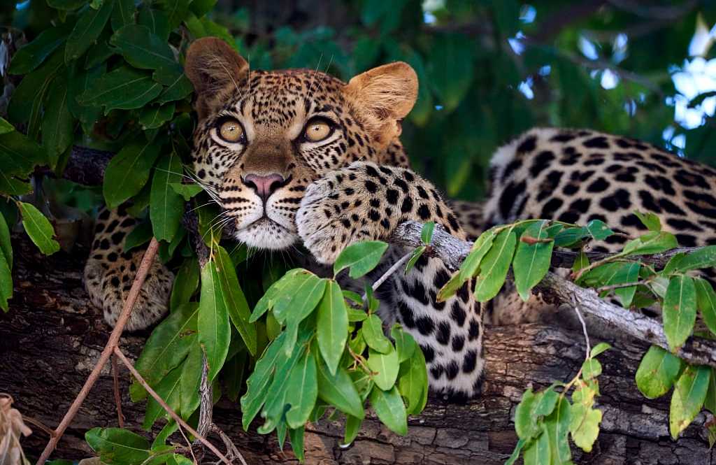 Leopard in a tree at Mombo Camp in Botswana